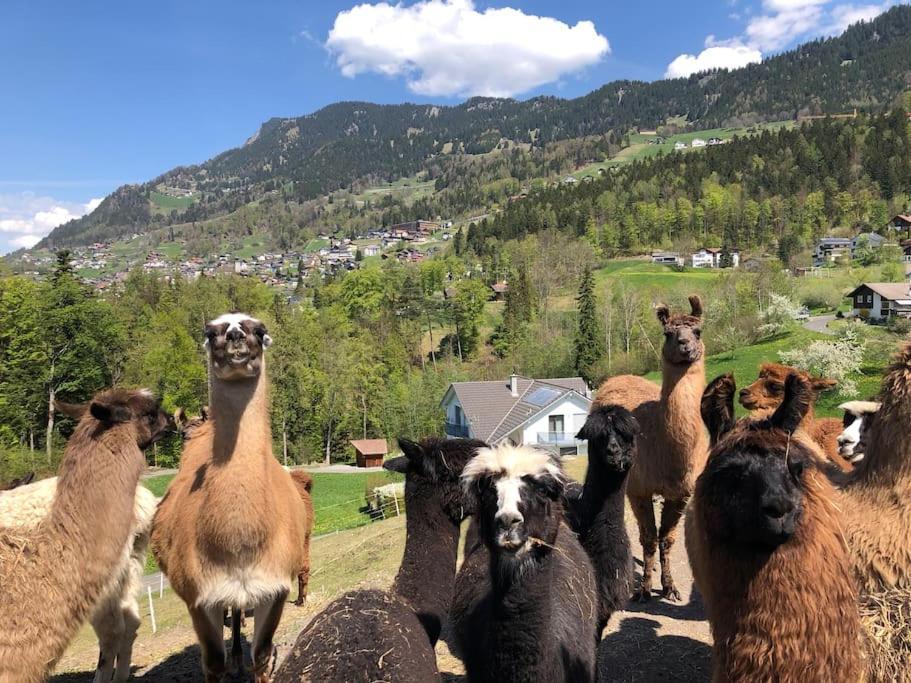 Jurte Beim Lama- & Alpakahof Triesenberg Hotel Eksteriør billede