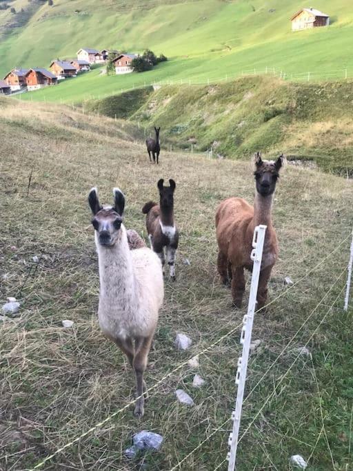 Jurte Beim Lama- & Alpakahof Triesenberg Hotel Eksteriør billede