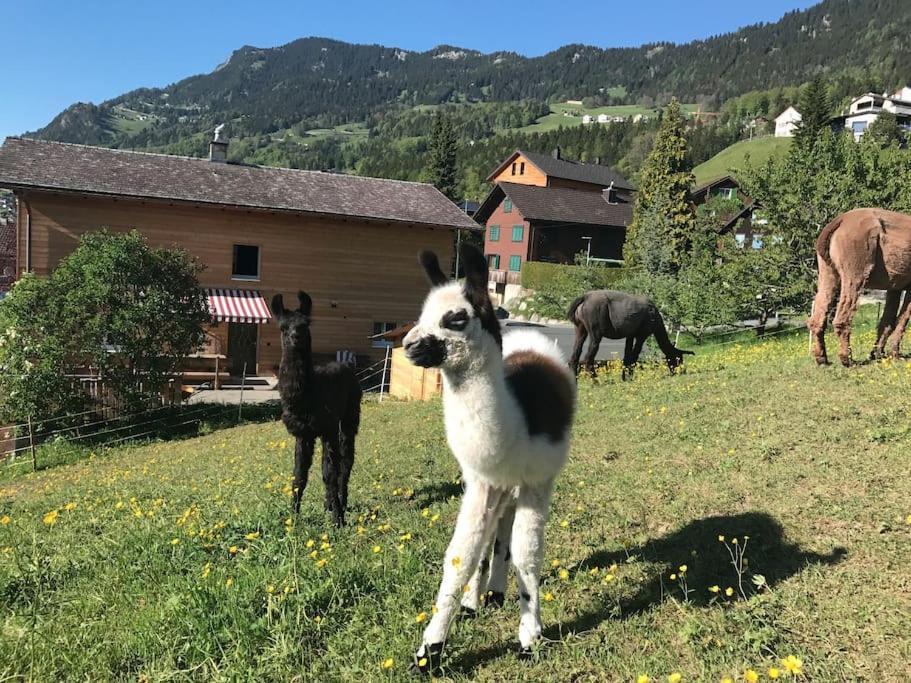 Jurte Beim Lama- & Alpakahof Triesenberg Hotel Eksteriør billede