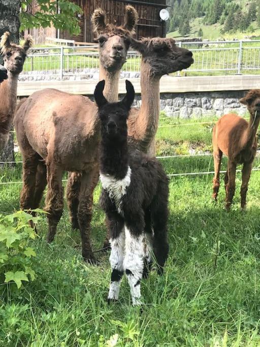 Jurte Beim Lama- & Alpakahof Triesenberg Hotel Eksteriør billede