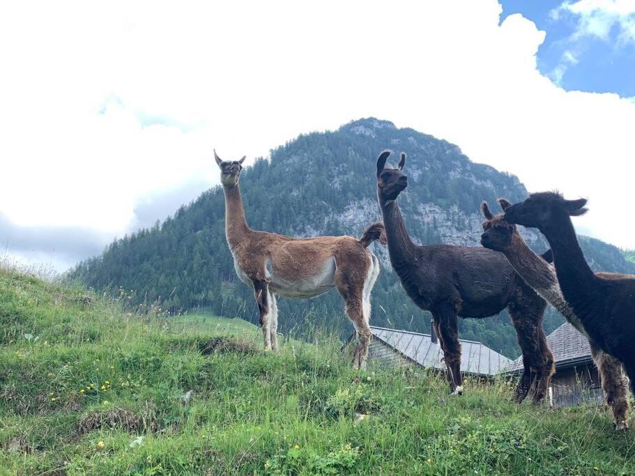 Jurte Beim Lama- & Alpakahof Triesenberg Hotel Eksteriør billede