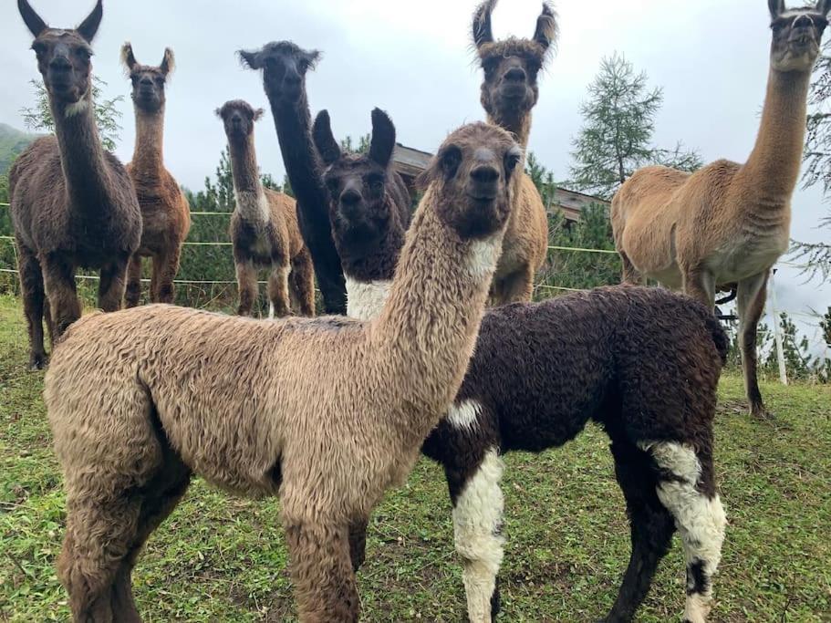 Jurte Beim Lama- & Alpakahof Triesenberg Hotel Eksteriør billede