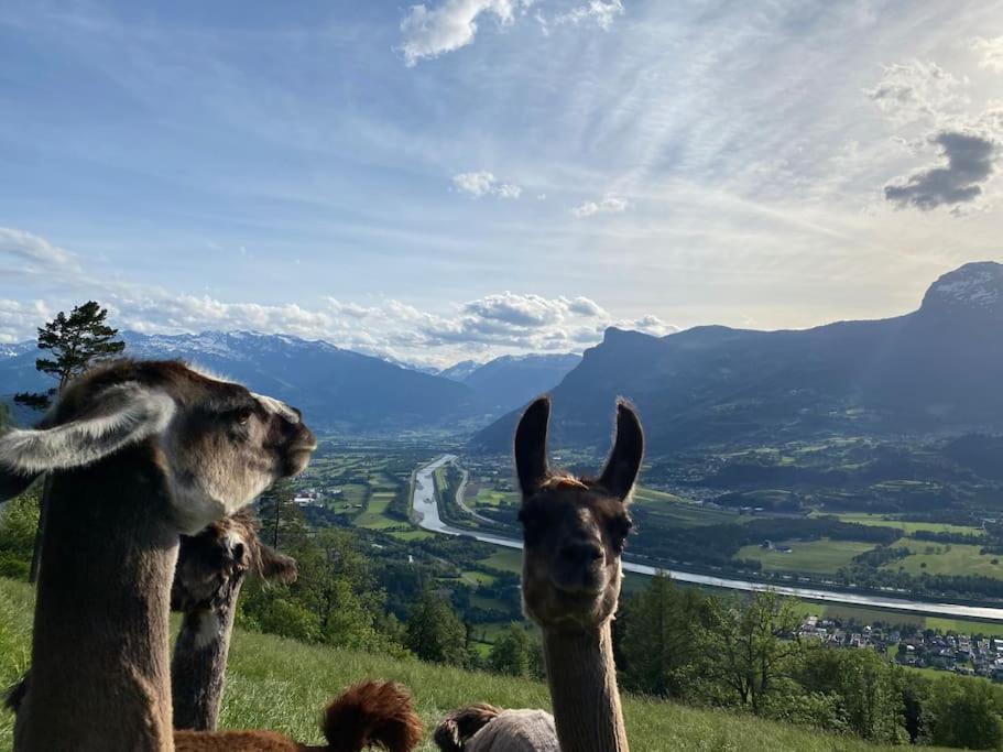 Jurte Beim Lama- & Alpakahof Triesenberg Hotel Eksteriør billede